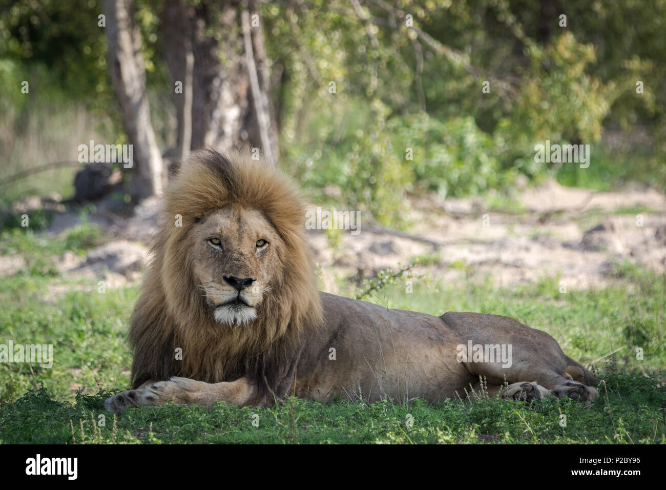 Ritratto di un bel maschio di leone in appoggio all'ombra. Foto Stock