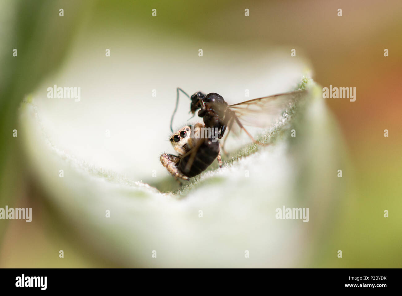 Il ragno Salticidae alimentazione su una vespa Foto Stock