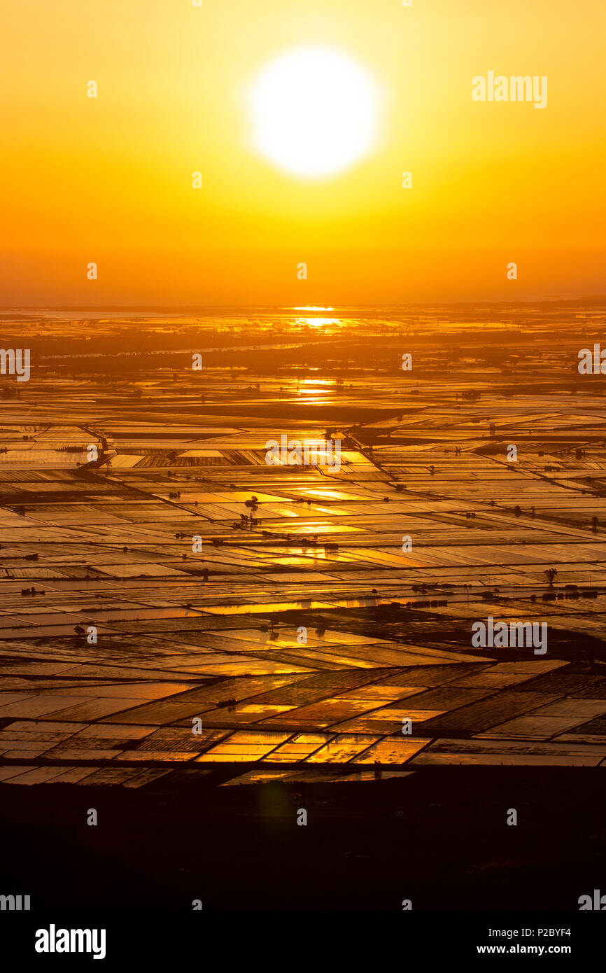 Alba sulle risaie allagate nel Delta del Ebro, Catalogna, Spagna Foto Stock