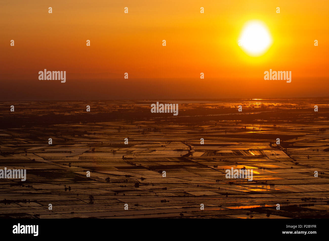 Alba sulle risaie allagate nel Delta del Ebro, Catalogna, Spagna Foto Stock