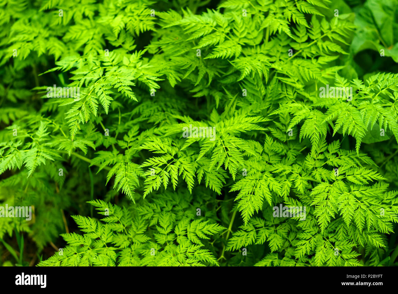 Floral background - foglie verdi di сhaerophyllum (pastinaca cerfoglio) Foto Stock