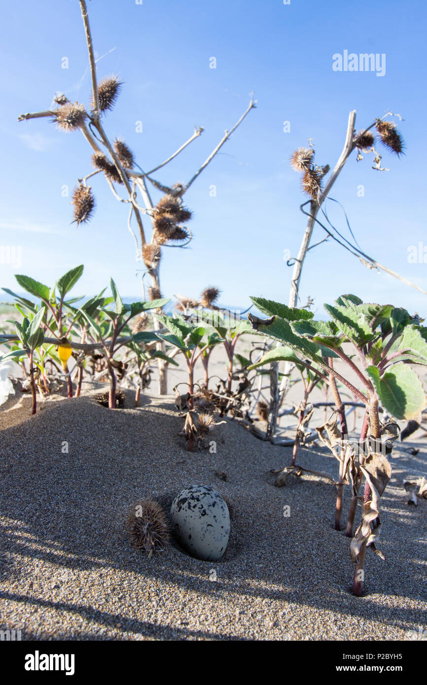 Uovo posati su una spiaggia di sabbia in Catalogna, Spagna Foto Stock