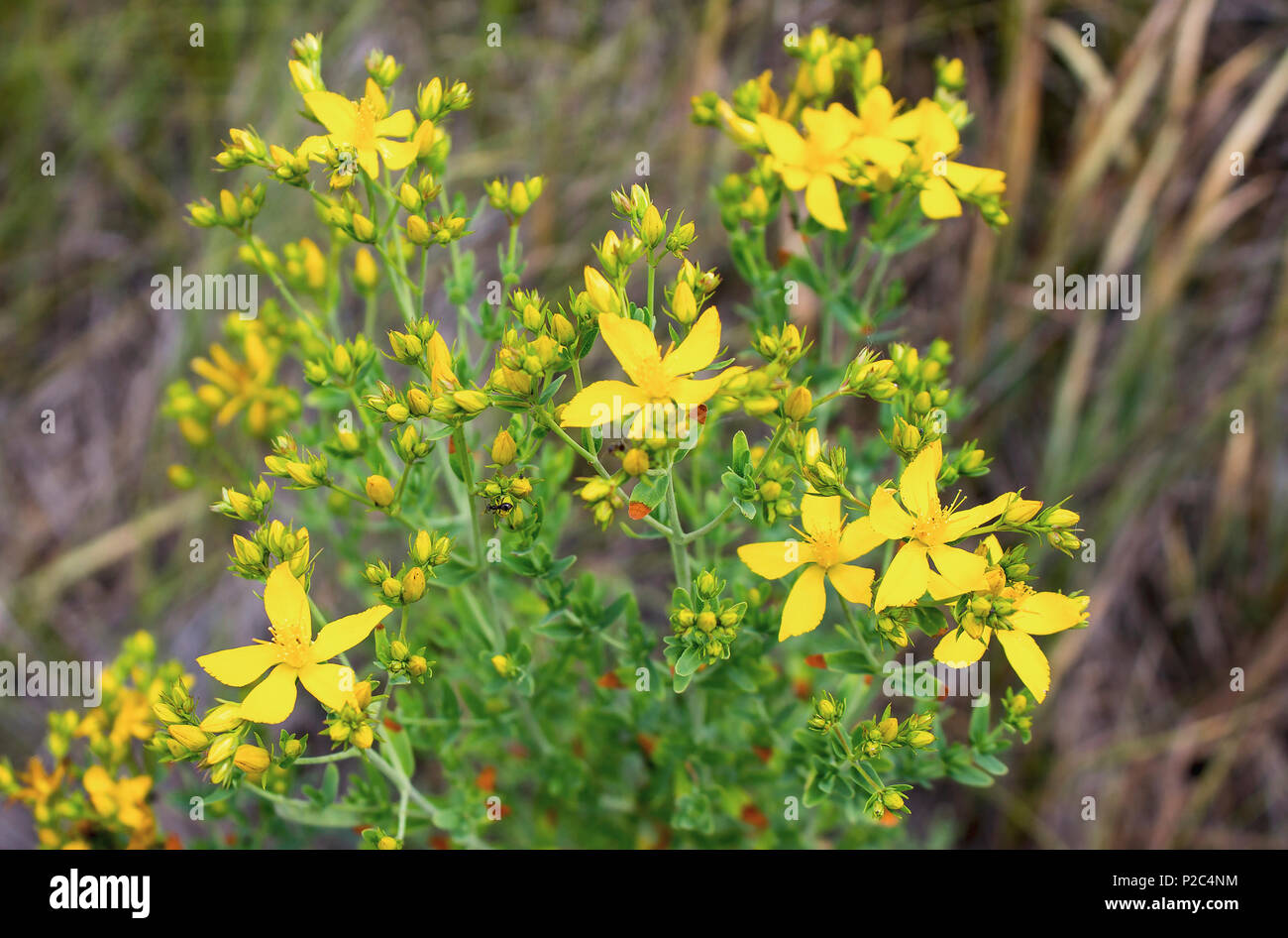 Foto di erba gialla, iperico. Impianto Tutsan. Foto Stock