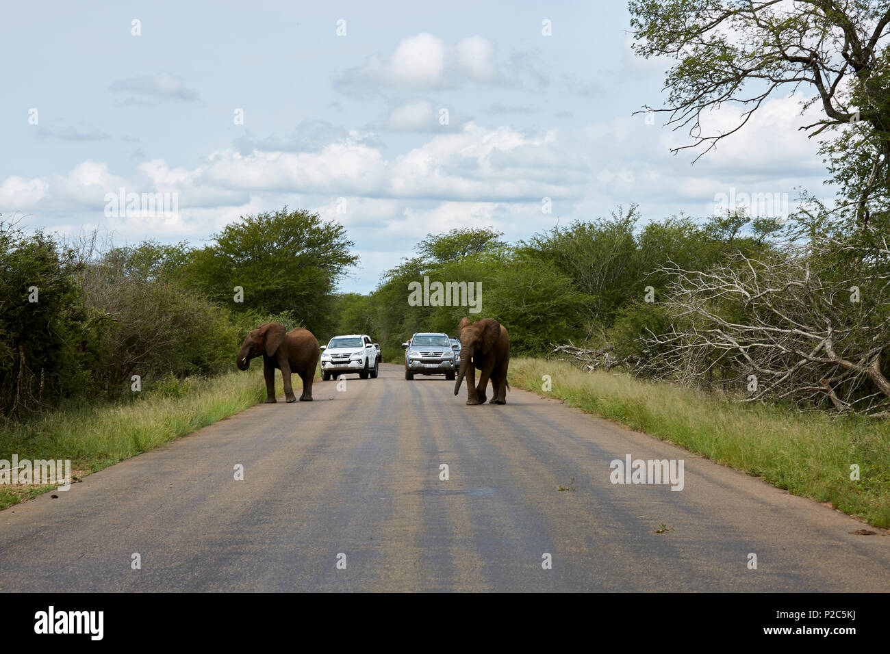 Elefante africano nel Parco Nazionale di Kruger Sputh Africa Foto Stock