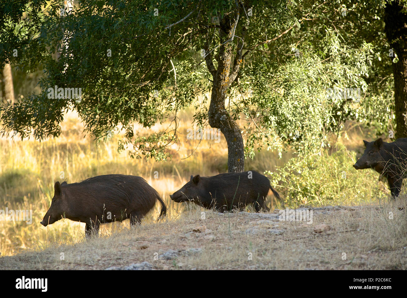 Il cinghiale nella Sierras de Cazorla, Segura y las Villas, Provincia di Jaen, Andalusia, Spagna Foto Stock