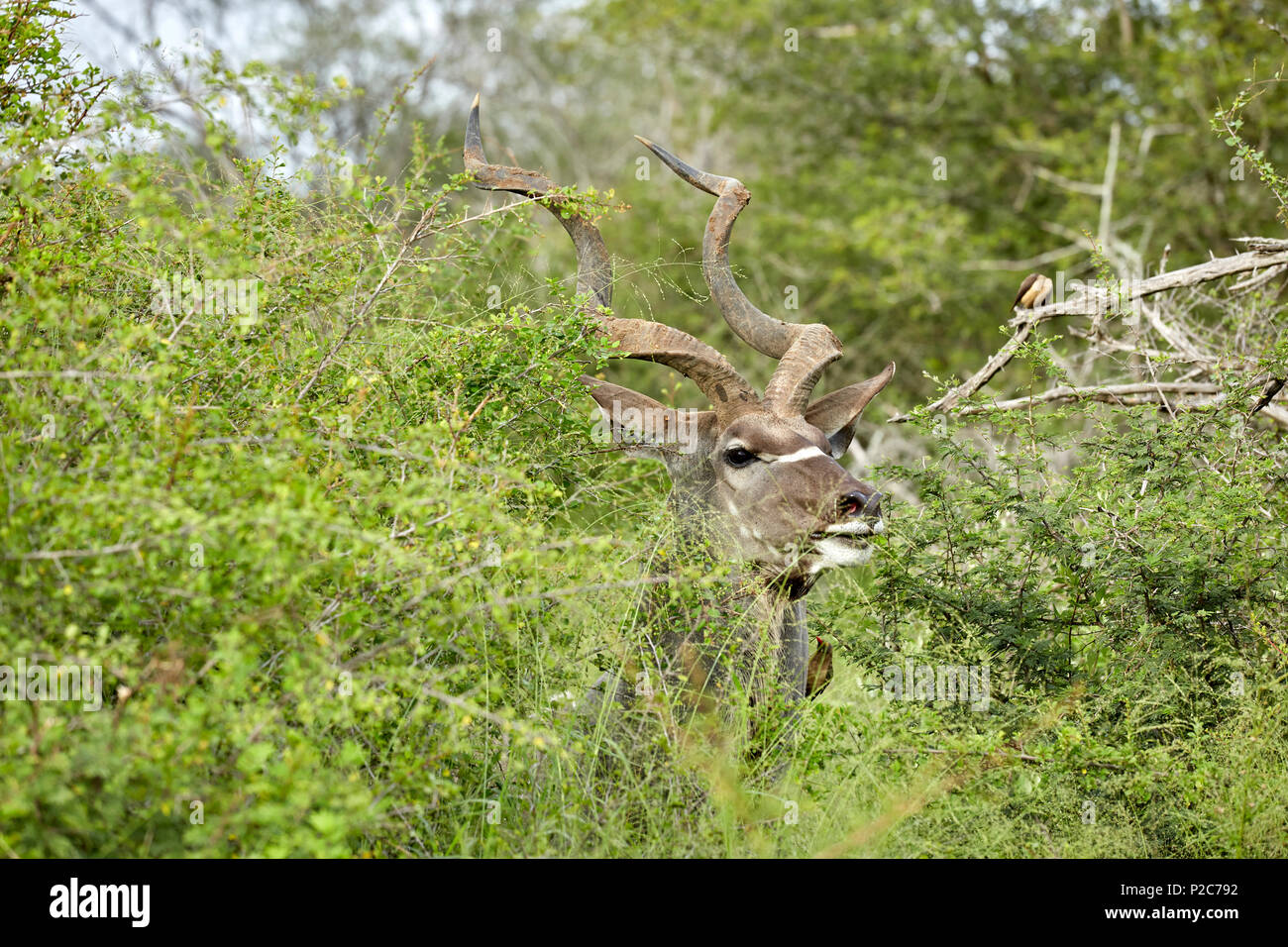Kudu in Kruger National Game Reserve, Sud Africa Foto Stock