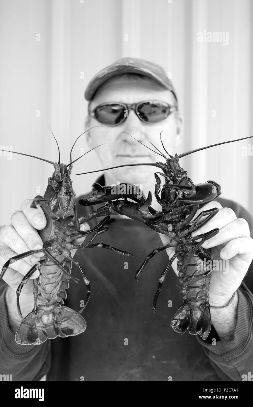 Australia, Australia meridionale del golfo di San Vincenzo, Kangaroo Island, Andermel Cray Farm Foto Stock