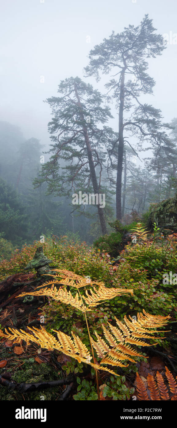 Atmosfera mistica con la nebbia nella foresta naturale del Parco Nazionale Svizzera Sassone e felci in primo piano, Sassonia, G Foto Stock
