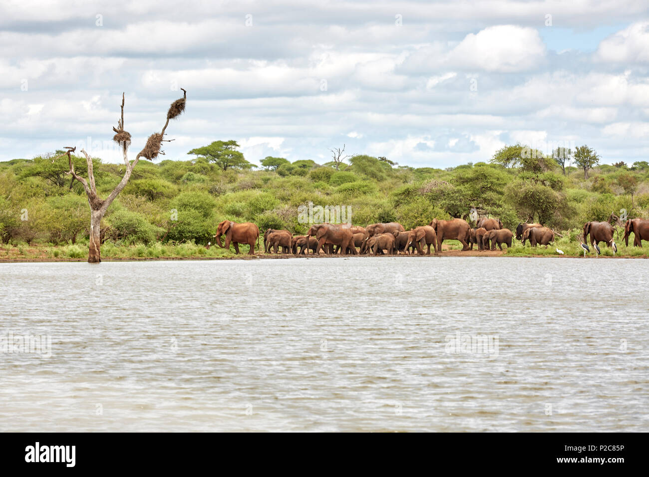Branco di elefanti su un lago nel Parco Nazionale di Kruger Game Reserve in Sud Africa Foto Stock