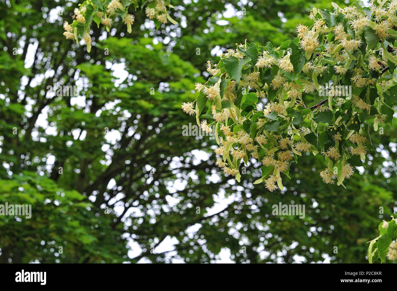 Rametto di un tiglio in estate, pieno di fiori bianchi, usata come medicina alternativa contro la febbre Foto Stock