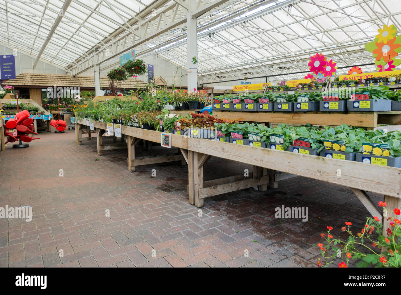 Impianti per la vendita in un Regno Unito centro giardino, Dorset, Inghilterra Foto Stock