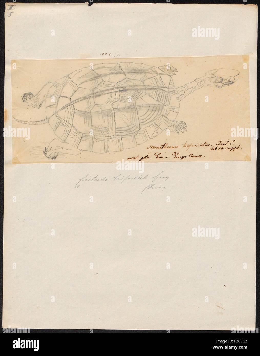 62 Cistudo trifasciata - 1700-1880 - Stampa - Iconographia Zoologica - Collezioni Speciali Università di Amsterdam - UBA01 IZ11600093 Foto Stock