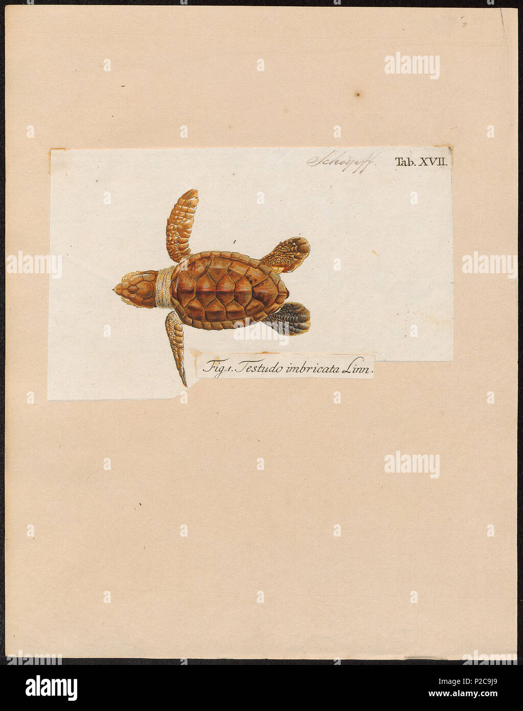 . Testudo imbricata . tra il 1700 e il 1880 303 Testudo imbricata - 1700-1880 - Stampa - Iconographia Zoologica - Collezioni Speciali Università di Amsterdam - UBA01 IZ11600201 Foto Stock