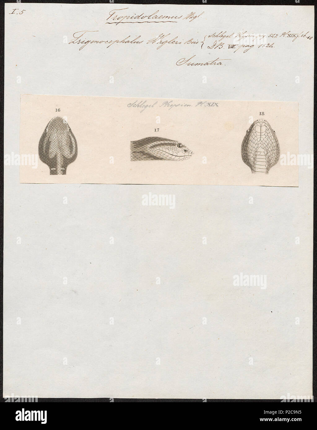 . Trigonocephalus wagleri - kop . tra il 1700 e il 1880 308 Trigonocephalus wagleri - kop - 1700-1880 - Stampa - Iconographia Zoologica - Collezioni Speciali Università di Amsterdam - UBA01 IZ11700089 Foto Stock