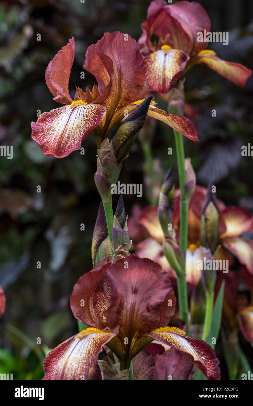 Iris barbuto, Kent orgoglio contro uno sfondo di Purple Hazel, Corylus maxima purpurea. Foto Stock