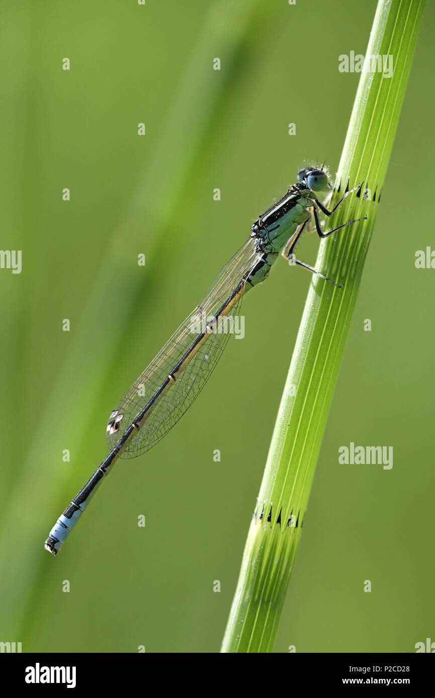 Scarsa blu-tailed damselfly, Ischnura pumilio Foto Stock