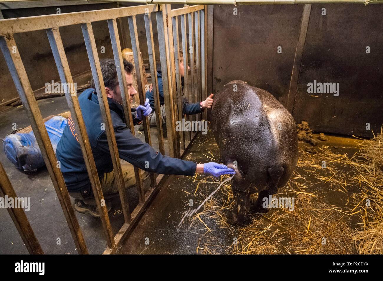 Francia, Sarthe, La Fleche, La Fleche Zoo, di tipo non intrusivo la cura di un ascesso in sinistra zampa posteriore, su un pigmeo Ippopotamo (Hexaprotodon liberiensis), un allevatore alimenta l'animale a distogliere la sua attenzione mentre il veterinario è il trattamento di esso Foto Stock