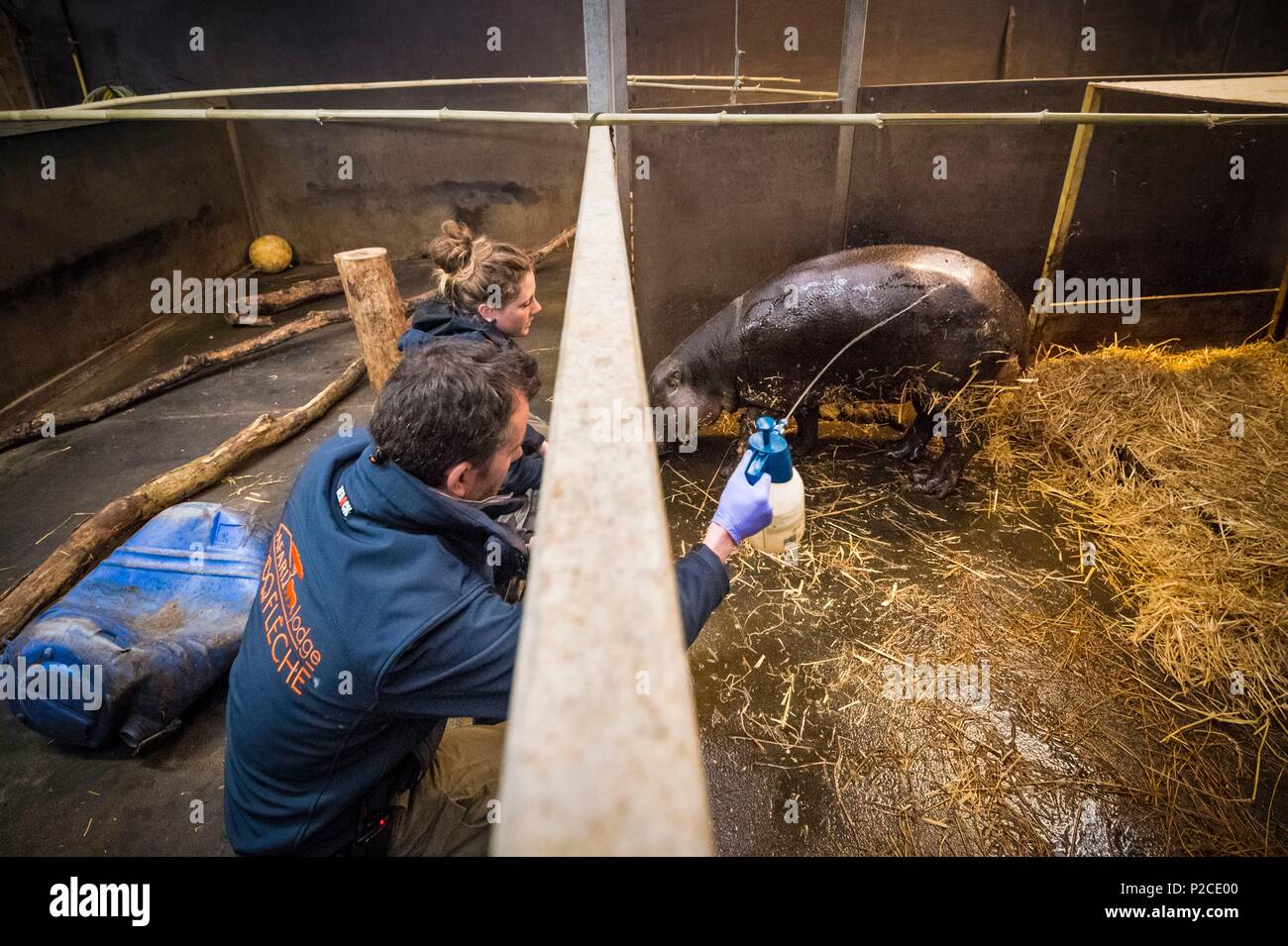 Francia, Sarthe, La Fleche, La Fleche Zoo, di tipo non intrusivo la cura di un ascesso in sinistra zampa posteriore, su un pigmeo Ippopotamo (Hexaprotodon liberiensis), un allevatore alimenta l'animale a distogliere la sua attenzione mentre il veterinario è il trattamento di esso Foto Stock