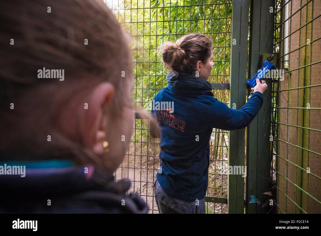 Francia, Sarthe, La Fleche, La Fleche Zoo, verifica di elettrizzazione del recinto del Royal tigri bianche' involucro (Panthera tigris), durante l'attività Keeper per un giorno, aperto a tutti a partire dall'età di 8, che permette di mettersi nei panni di un detentore di prendersi cura degli animali sotto la sua supervisione Foto Stock