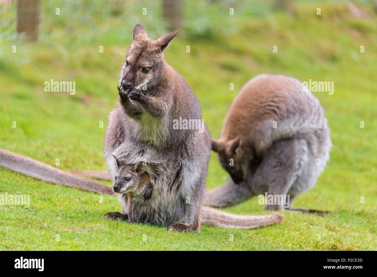 Francia, Sarthe, La Fleche, La Fleche Zoo, Wallaby di Bennett sottospecie del rosso-un wallaby dal collo (Macropus rufogriseus)otection stato, specie non protette, IUCN status, almeno la preoccupazione (LR / Ic) Foto Stock