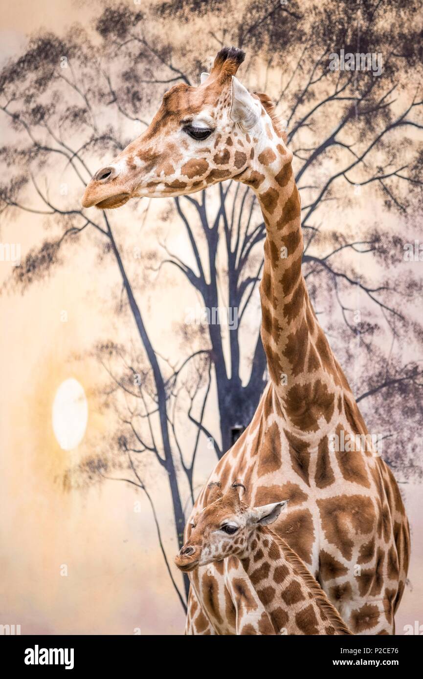 Francia, Sarthe, La Fleche, La Fleche Zoo, giraffon tra le gambe di anziani, lo stato dell'IUCN, rischio minimo, dipendono da misure di conservazione (LR-cd) Foto Stock