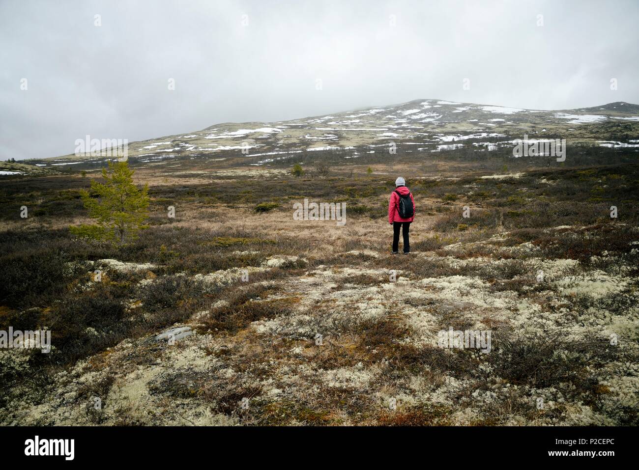 Norvegia, Oppland e Hedmark, Rondane National Park, Hovringen Foto Stock