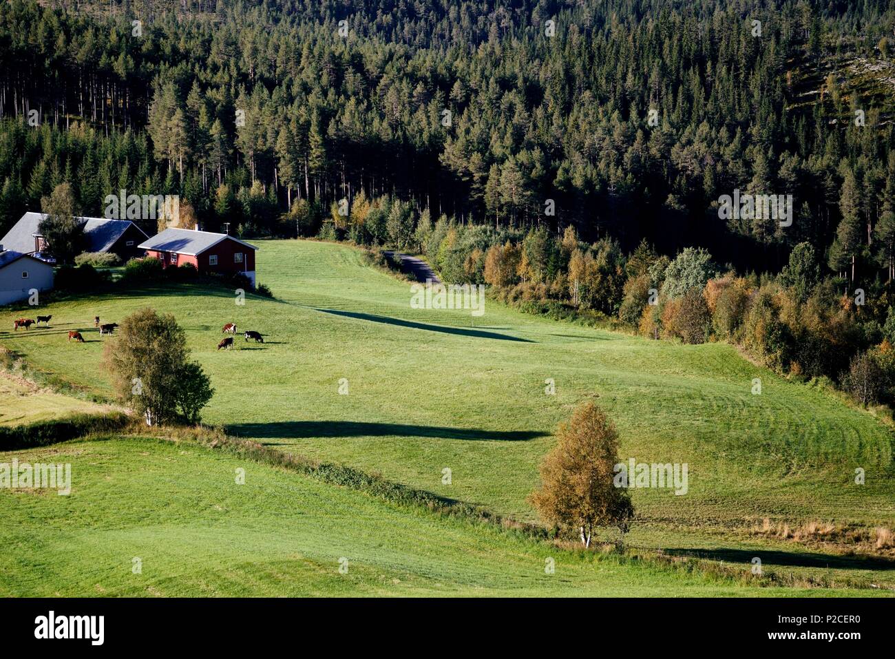 Norvegia, Oppland, vaga, parco nazionale di Jotunheimen, azienda agricola e campo Foto Stock