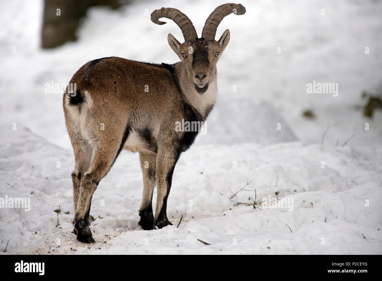 Stambecco dei pirenei nella neve (Capra pyrenaica), Spagna Foto Stock