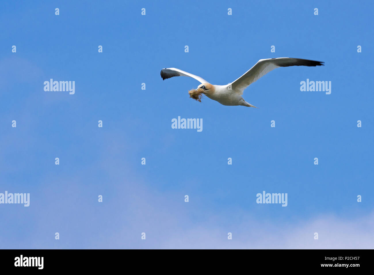 Northern gannet (Morus bassanus) in volo con materiale di nidificazione nel becco per la nidificazione in primavera Foto Stock