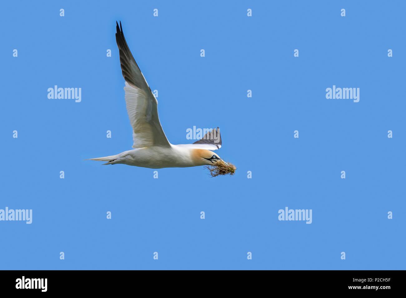 Northern gannet (Morus bassanus) in volo con materiale di nidificazione nel becco per la nidificazione in primavera Foto Stock