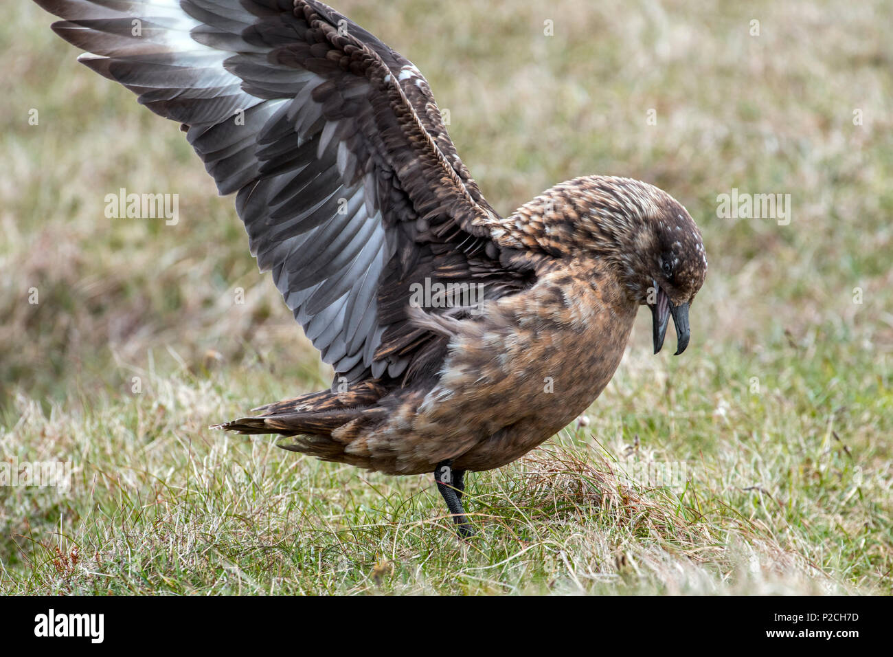 Grande skua (Stercorarius skua) chiamando e che mostra la visualizzazione territoriale stendendo le sue ali sulla brughiera Foto Stock