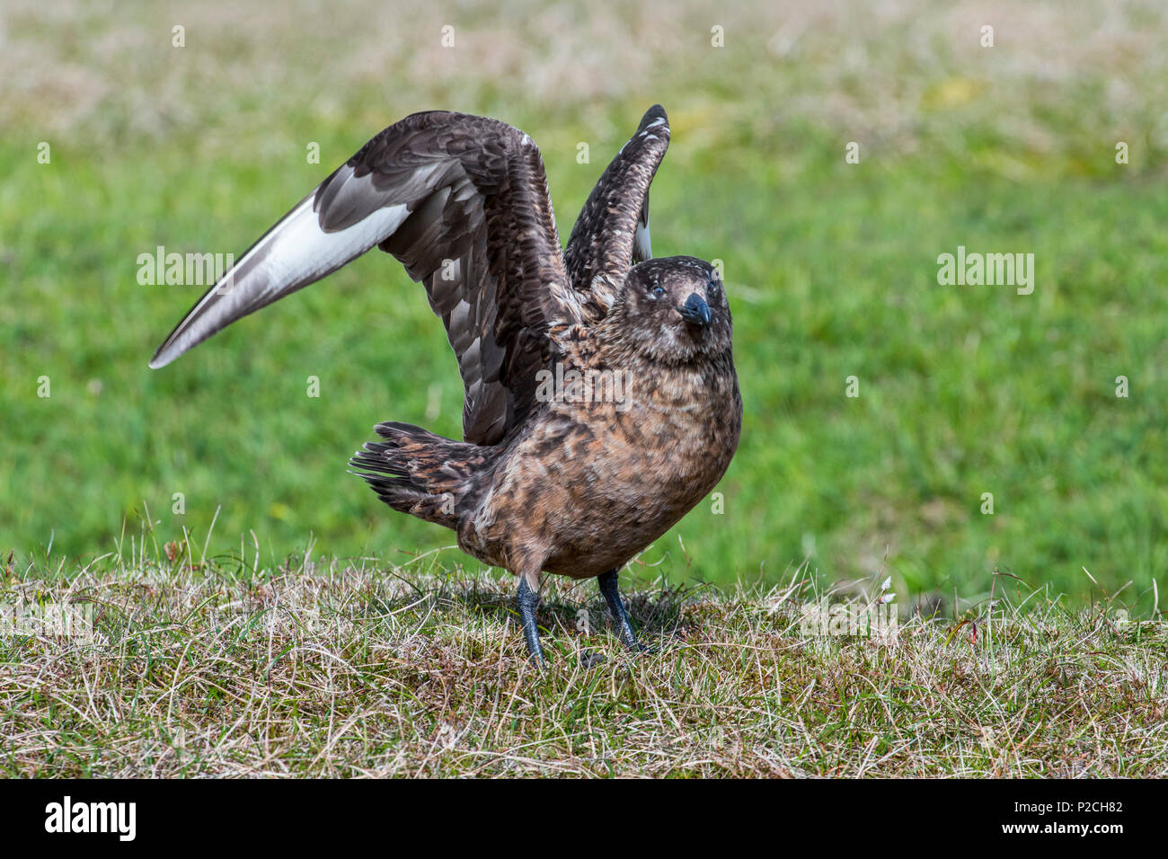 Grande skua (Stercorarius skua) prendendo il largo dalla brughiera, Hermaness Riserva Naturale Nazionale, Unst, isole Shetland, Scotland, Regno Unito Foto Stock