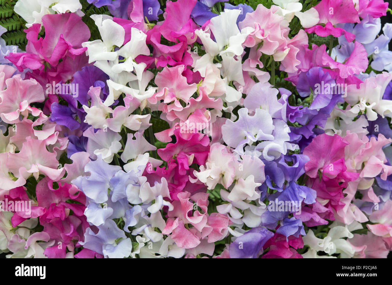 Lathyrus odoratus. Pisello dolce 'Spencer Mix' Fiore display Foto Stock