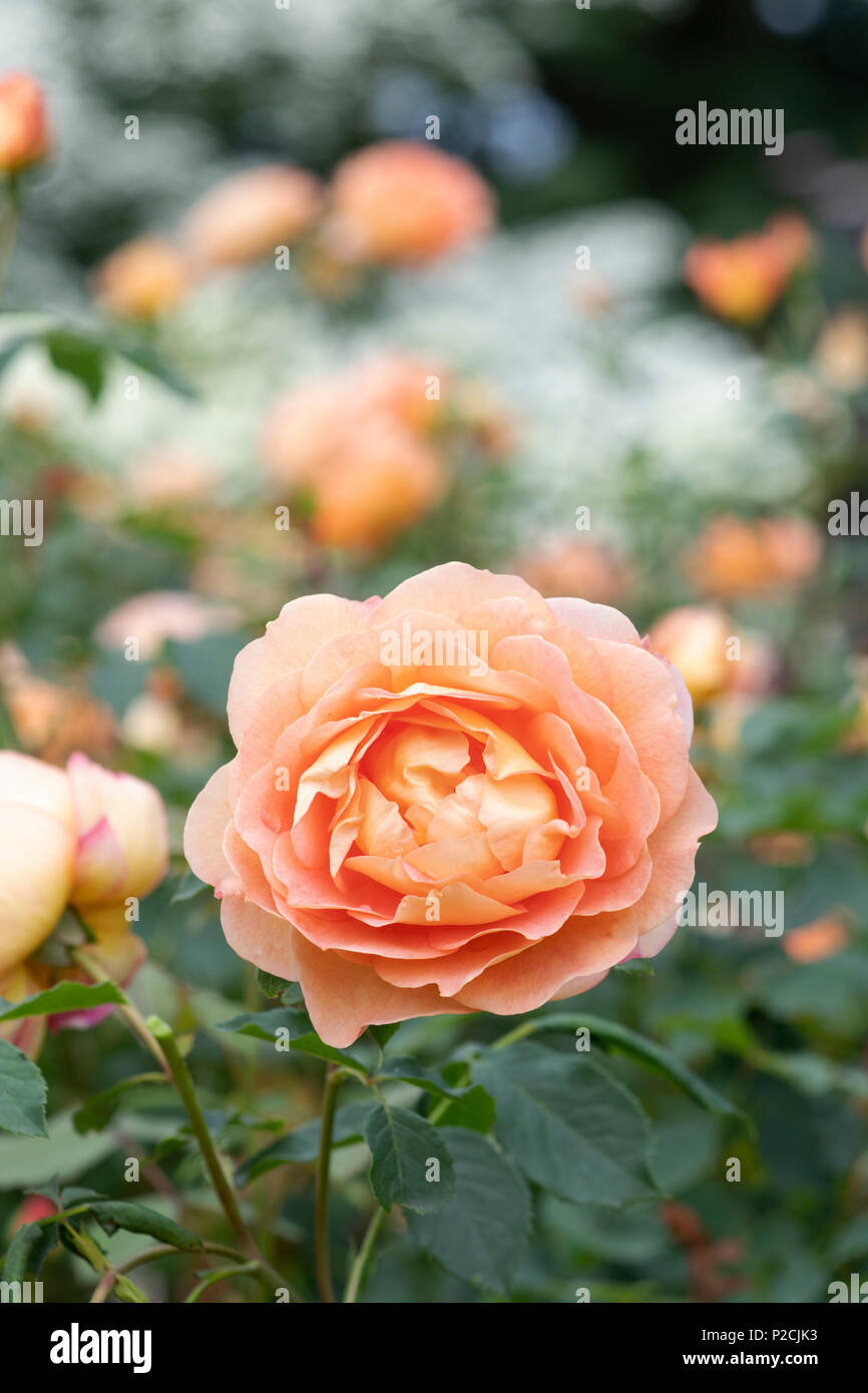 Rosa "signora di Shalott " / Ausnyson. Inglese rosa ad arbusto Foto Stock