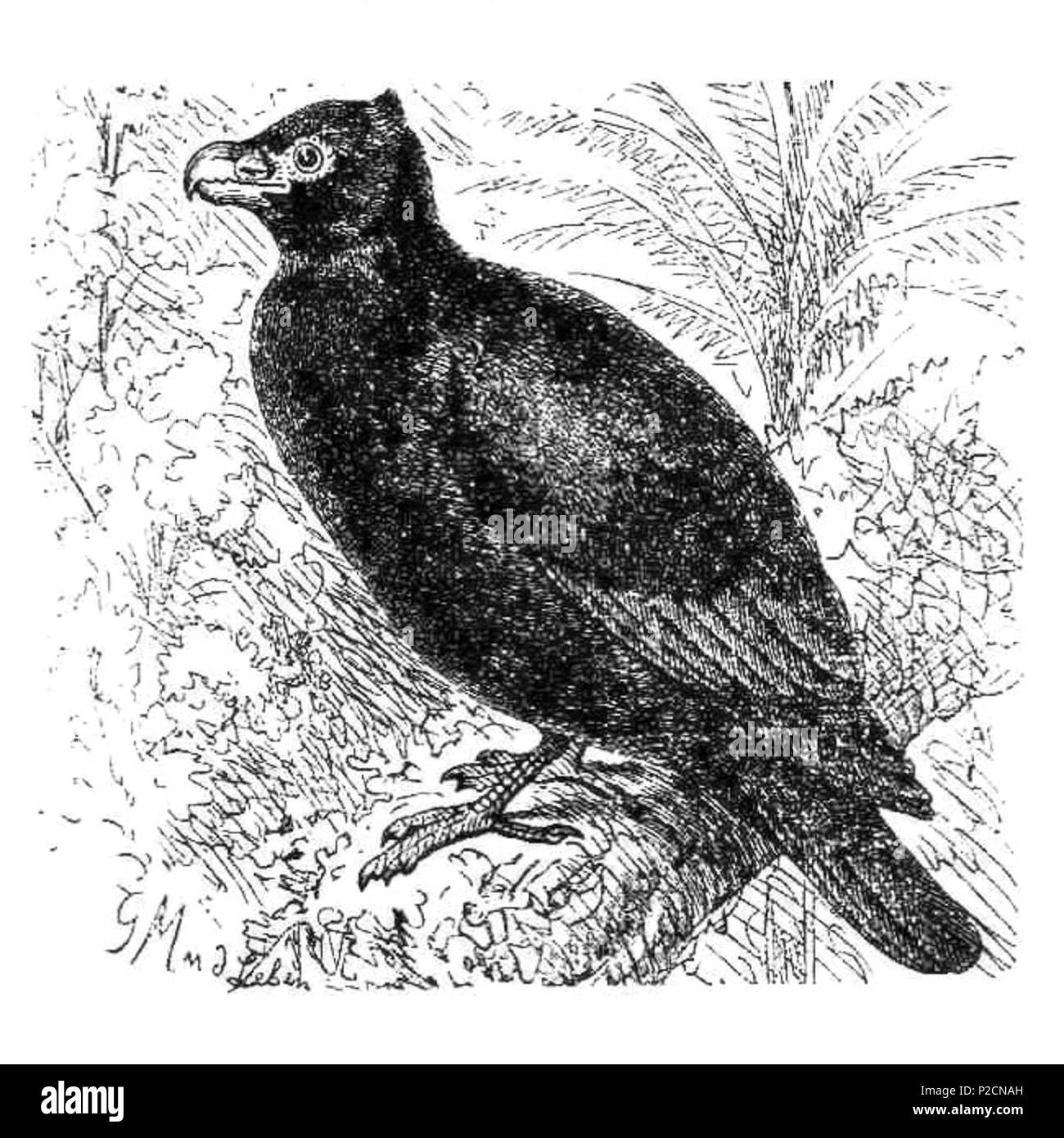 . Русский: Голуби inglese: Foto di colombe Зубчатоклювый голубь (Didunculus strigirostris). Голубь Абиссинский (Phalacroteron abyssinica). Вяхирь (Columba palumbus). Голубь обыкновенный, или полевой (Columba livia). Голубь Странствующий (Ectopistes migratorius). Обыкновенная Горлица (Turtur anritus più certamente Streptopelia turtur). Голубь Хохлатый (Ocyphaps lophotes). Голубь Гривистый (Caloenas nicobarica). Голубь Венценосный (Megapella coronata più certamente Goura cristata). . Questo file è privo di informazioni sull'autore. 16 Didunculus strigirostris illustrazione Foto Stock