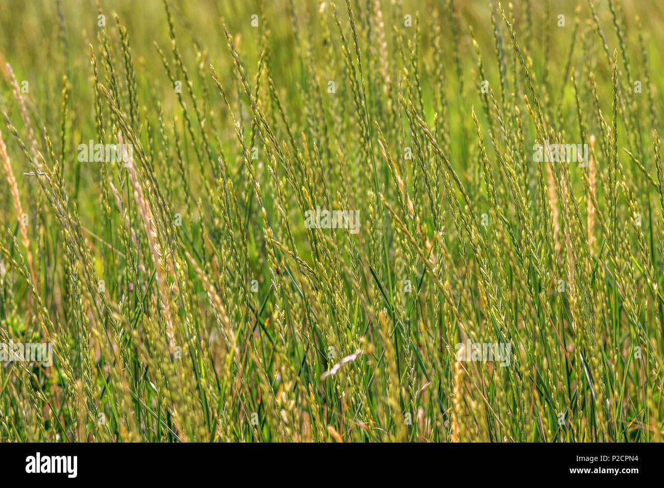 Sfondo immagine spikelets verde della natura selvaggia erba Foto Stock