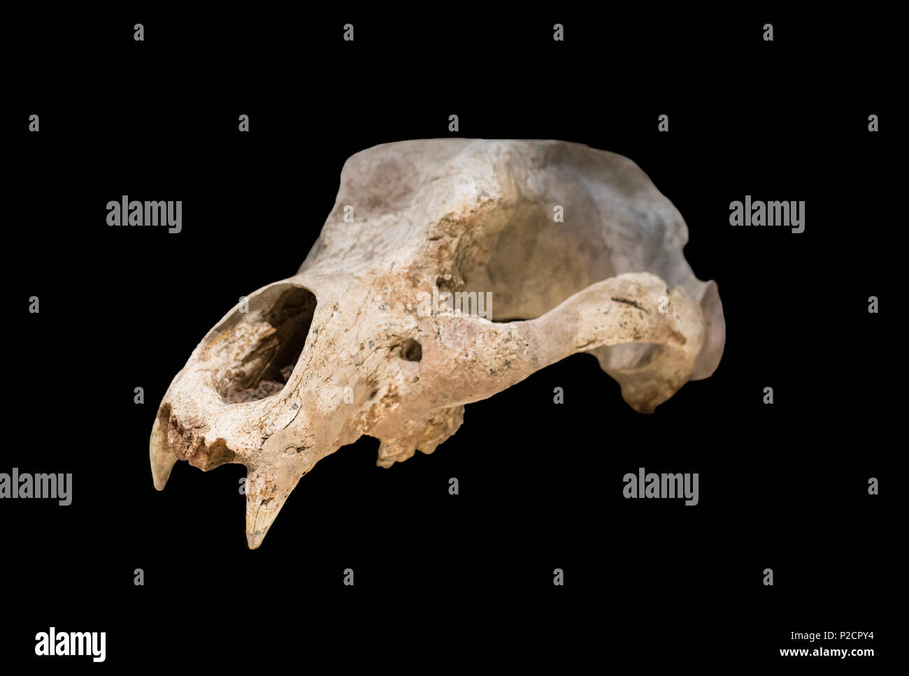 Madrid, Spagna - 11 Novembre 2017: orso delle caverne o Ursus espelaeus cranio al Museo Archeologico Nazionale di Madrid Foto Stock