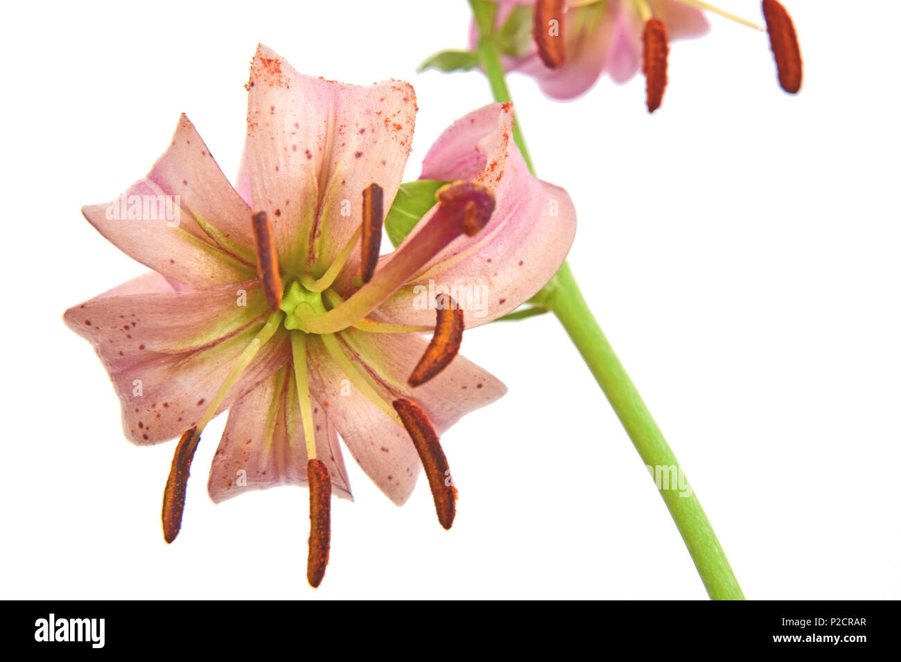 In prossimità di una fioritura del giglio Martagon (Lilium martagon) isolato su sfondo bianco Foto Stock