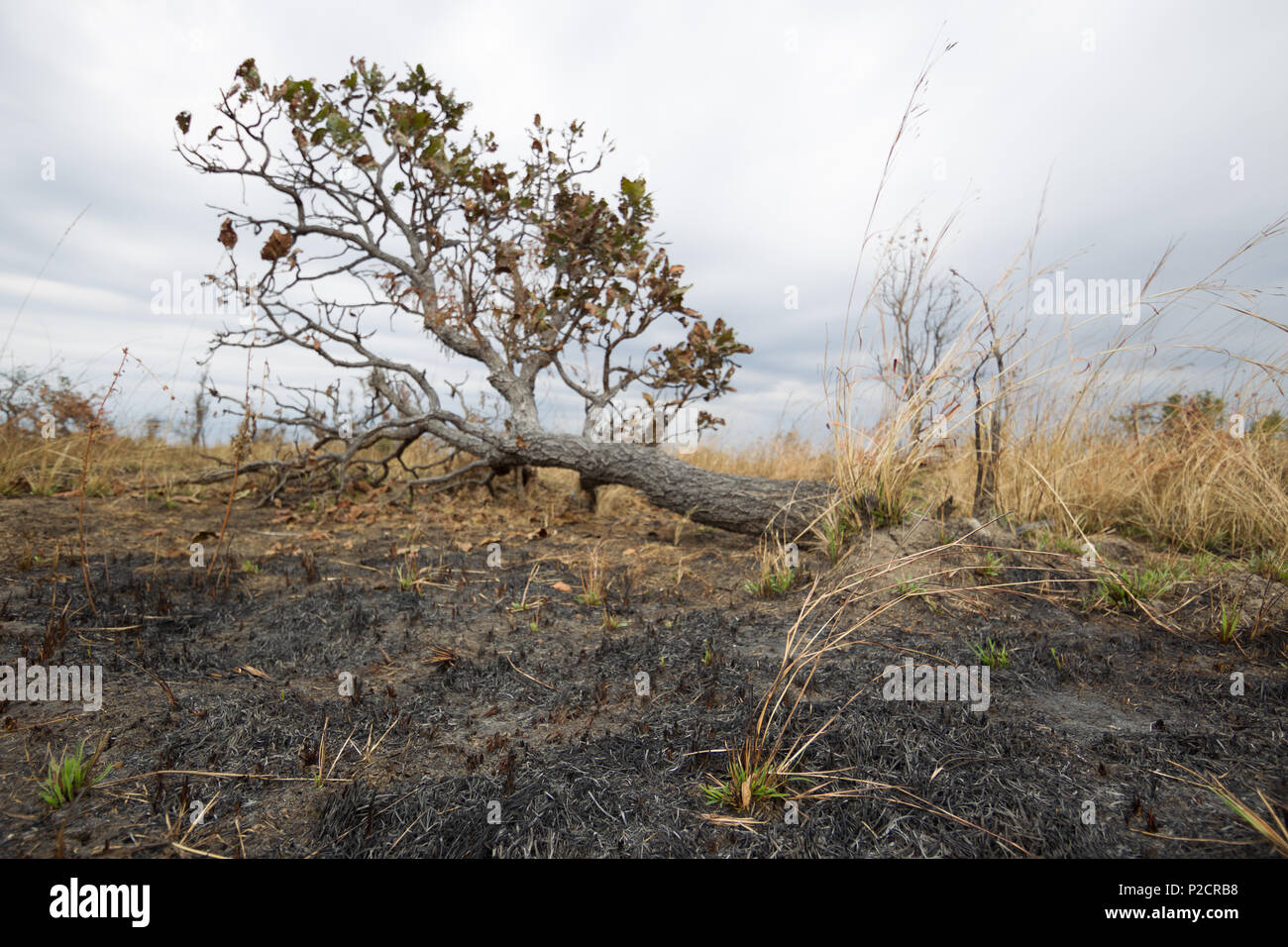 Parco Nazionale di Kafue, Zambia Foto Stock