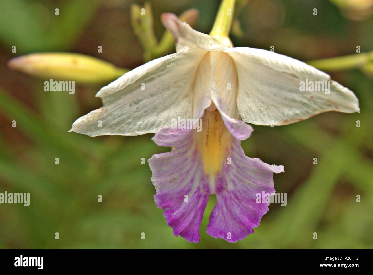 In amore con fiori Foto Stock