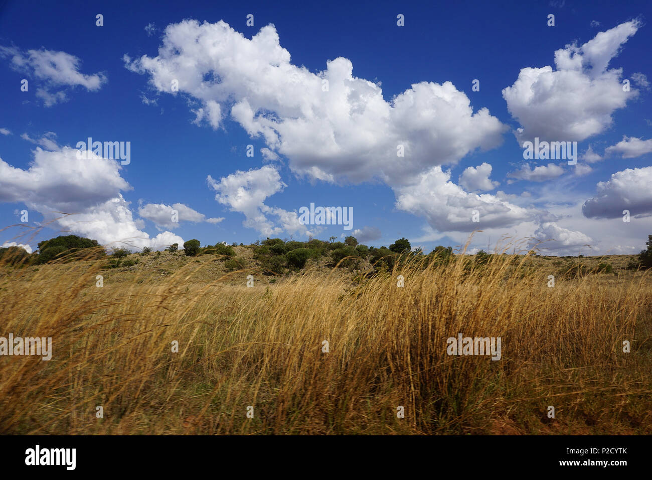 Sud savana africana con cielo blu nella stagione estiva Foto Stock