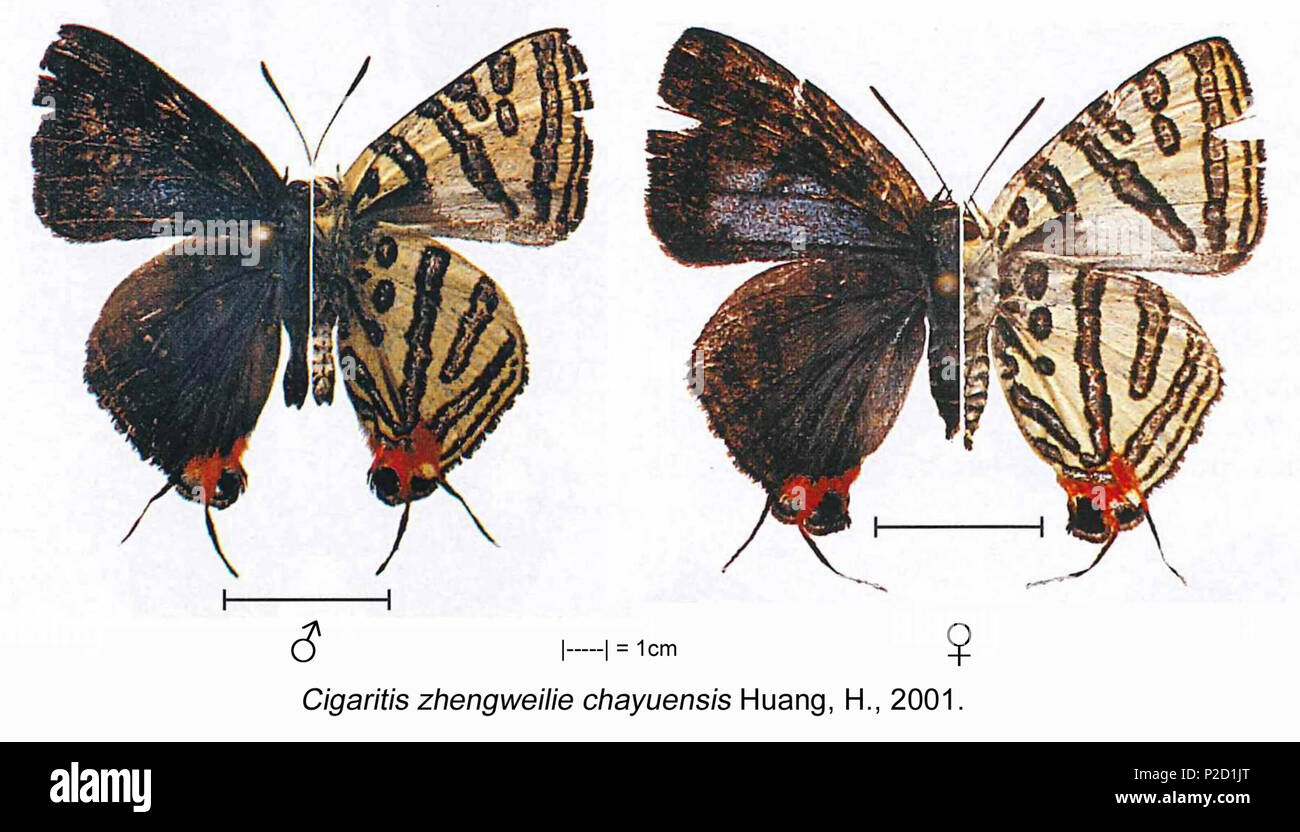 . Inglese: Cigaritis zhengweilie chayuensis Huang, dal diametro esterno. 4 ottobre 2015, 10:32:47. Hao Huang 13 CigaritisZhengweilieChayuensisMFUpUnAC1 Foto Stock