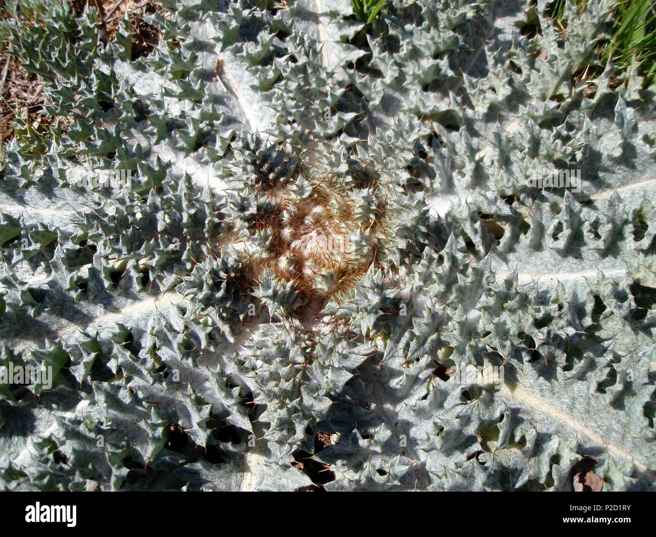 . Español: Onopordum acaulon (Cardo blanco sentado) - Vista cenital en pre-antesis. - Les Molines, Banyeres De Mariola (Alicante, Spagna). Publicada el 10 de abril de 2010. Raimuno Calatayud Tormo 38 Onopordon acaulon10 Foto Stock