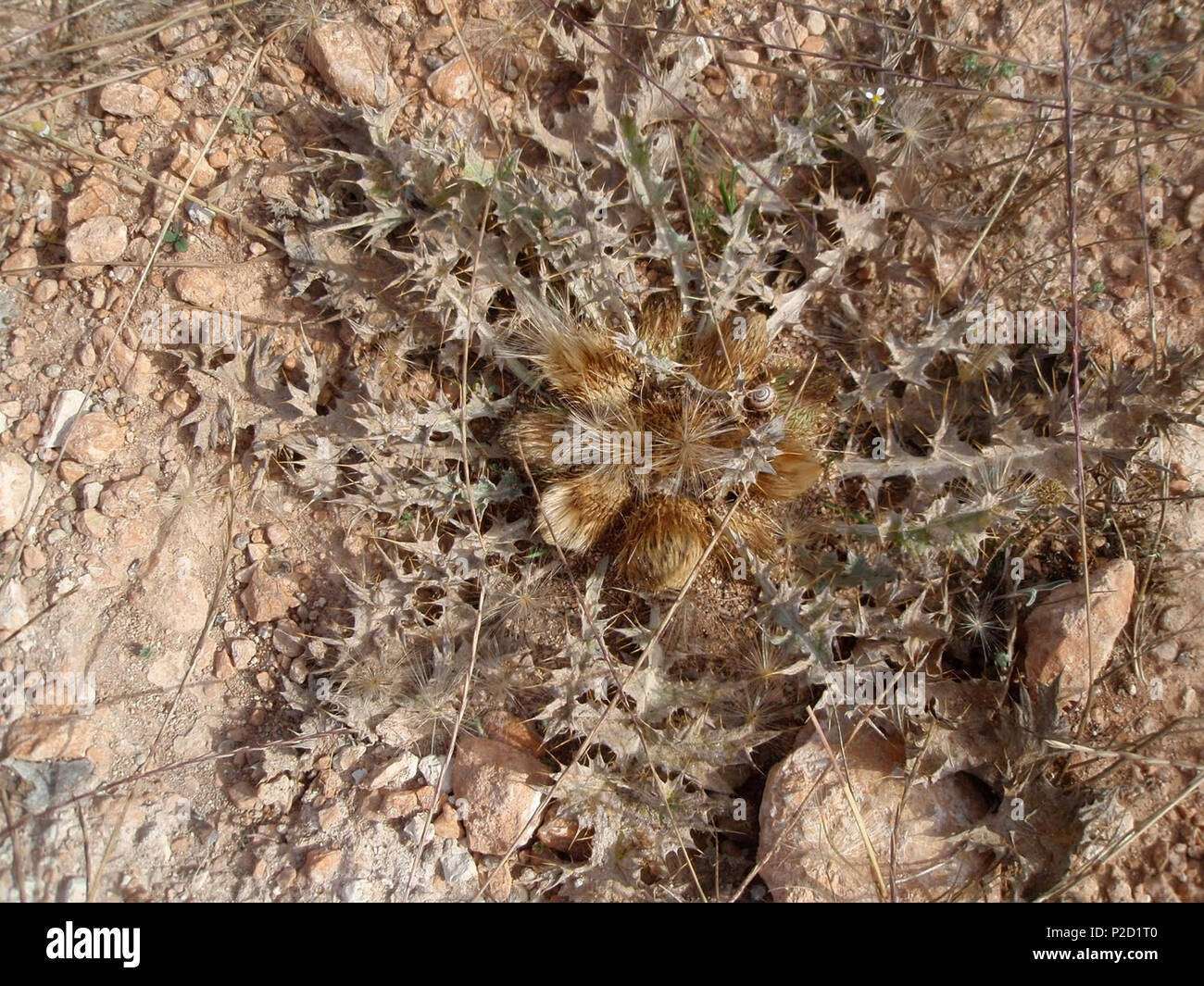 . Español: Onopordum acaulon (Cardo blanco sentado) - Vista cenital en post-antesis. - Les Molines, Banyeres De Mariola (Alicante, Spagna). Publicada 10 de abril de 2010. Raimuno Calatayud Tormo 38 Onopordunm acaulon Foto Stock