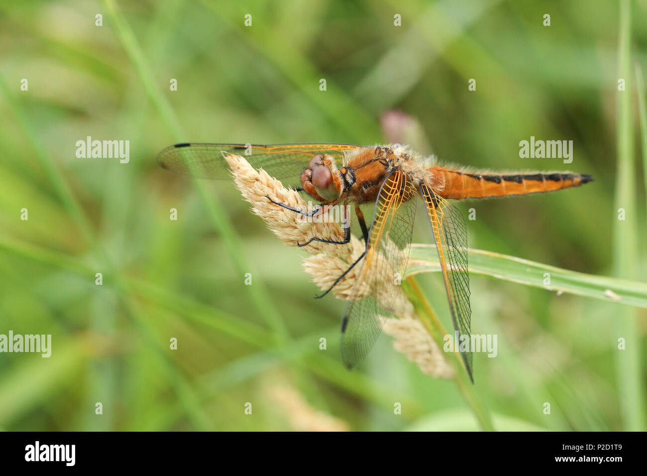 Un incredibile scarse Chaser Dragonfly (Libellula fulva) appollaiate su un seme di erba di testa. Foto Stock
