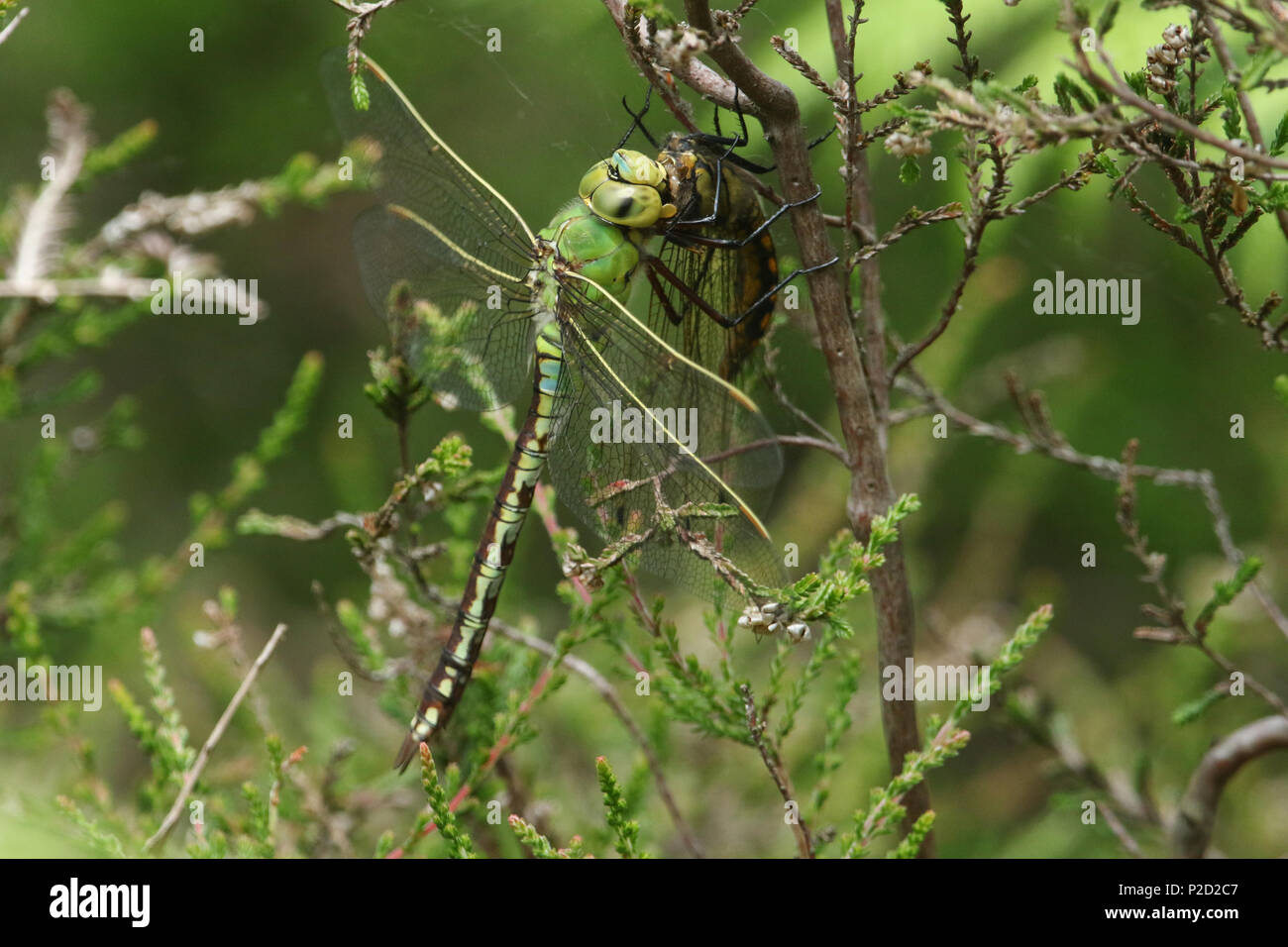Un incredibile imperatore libellula (Anax imperator) alimentazione su un nero-tailed Skimmer Dragonfly (Orthetrum cancellatum) mentre si appollaia su una boccola di erica in Foto Stock