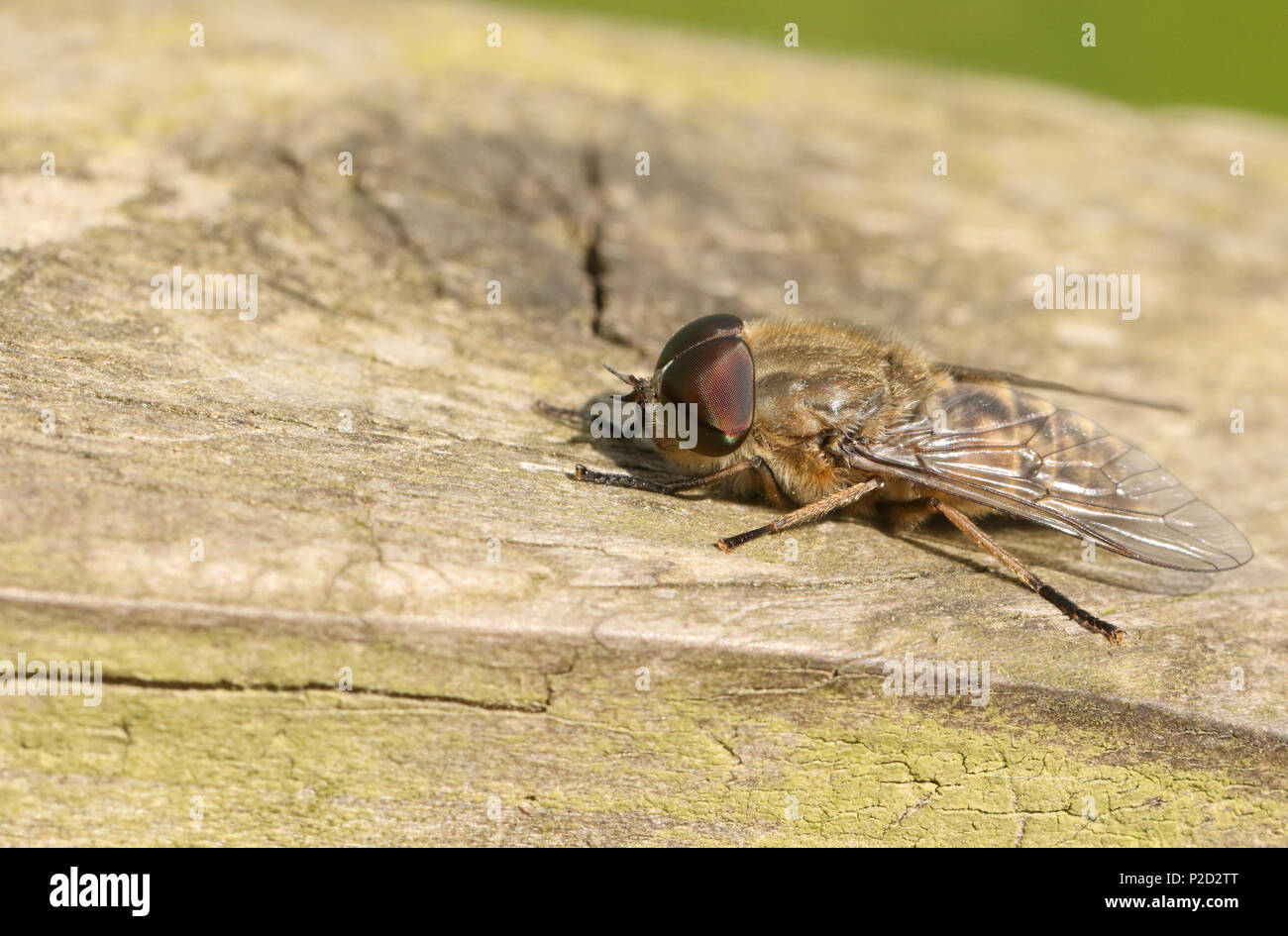 Una stretta di caccia-winged Horsefly (Tabanus maculicornis) appollaiate su una staccionata di legno nel bosco. Foto Stock