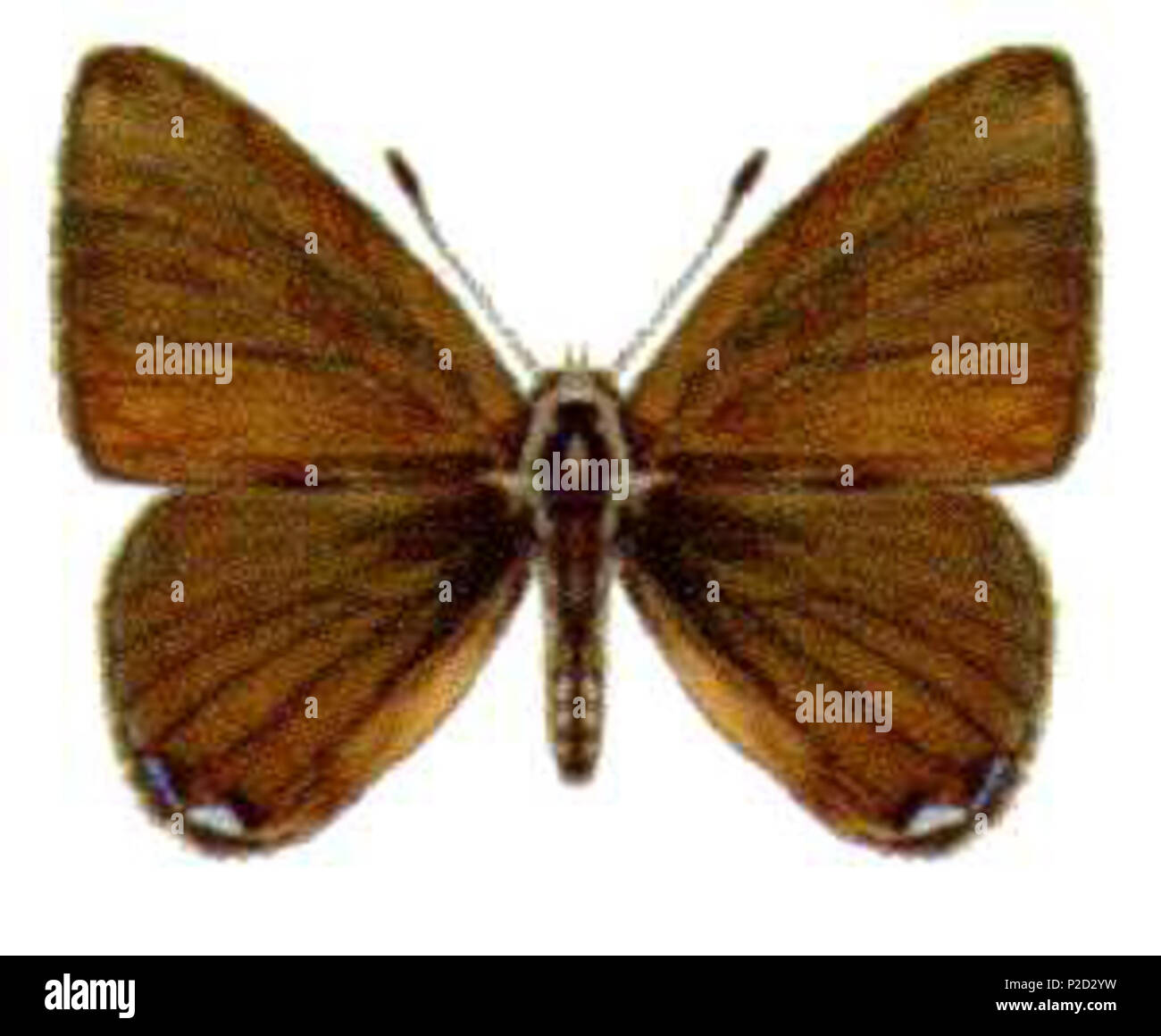 . Identificare le caratteristiche delle Farfalle Australiano ala specie pattern . Il 27 dicembre 2008. coautore del dipartimento dell'Agricoltura, della pesca e della silvicoltura (AFFA) 2 Acrodipsas brisbanensis Foto Stock