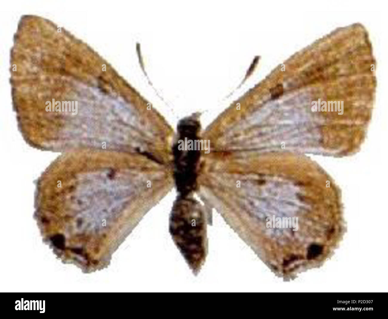 . Identificare le caratteristiche delle Farfalle Australiano ala specie pattern . Il 27 dicembre 2008. coautore del dipartimento dell'Agricoltura, della pesca e della silvicoltura (AFFA) 3 Acrodipsas melania Foto Stock