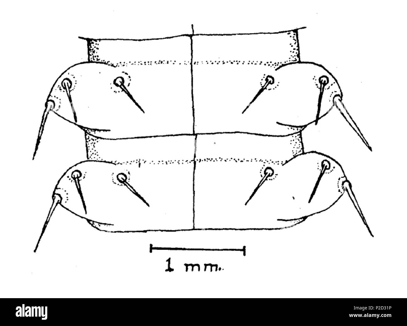3 Adrityla deseretae segmenti dorsale 10-11 Foto Stock